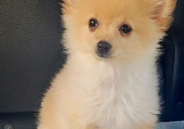 Pomeranian boy for sale
