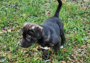 3month old puppies for rehoming