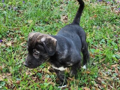 3month old puppies for rehoming