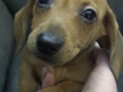 Dashshund puppy