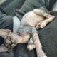 Female Sphynx Hairless Kitten