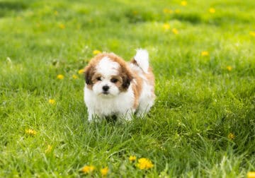 Teddy Bear Shichon female puppy Indiana (Chloe)