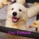 Full Blooded Great Pyrenees – Female (Crayton)