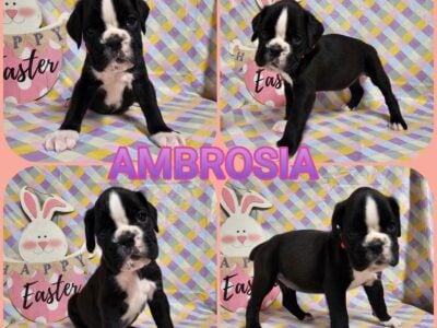 AKC registered boxer puppies