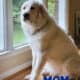 Full Blooded Great Pyrenees – Female (Crayton)