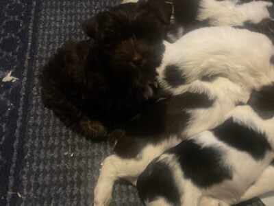 Pups springers
