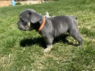 AKC French Bulldog Lilac & Tans & Merles