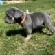 AKC French Bulldog Lilac & Tans & Merles