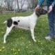 German Shorthair Pointer Puppies