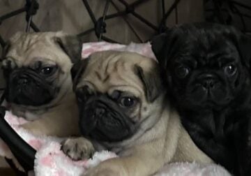 7 Little Pug Puppies