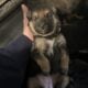 German Shepherd Puppies
