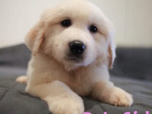 Full Blooded Great Pyrenees – Female (Dotty)