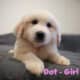 Full Blooded Great Pyrenees – Female (Dotty)