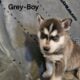 Purebred Husky Puppies