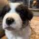 Australian Shepherd Puppies
