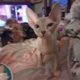 Beautiful rare lilic sphinx