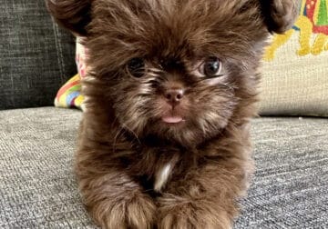 Rare, Purebred, Teacup Mi-Ki Puppies