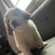 saint benard/ great pyrenees puppies