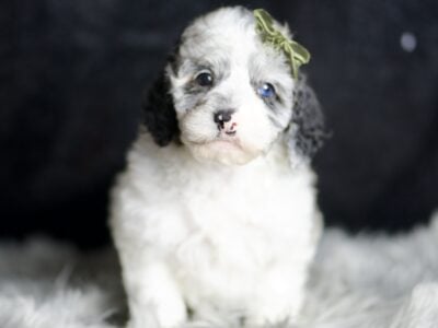 Mr. Patch Male AKC Poodle IVDD Clear