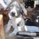 Help puppies need forever homes