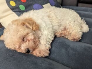 Maltipoo