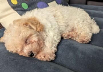Maltipoo