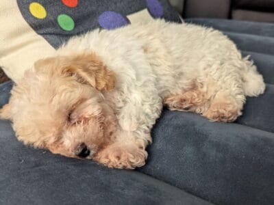 Maltipoo