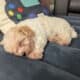 Maltipoo