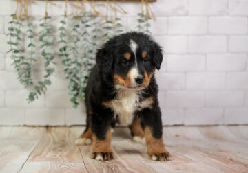 Genesis – AKC Bernese Mountain Dog Female Puppy