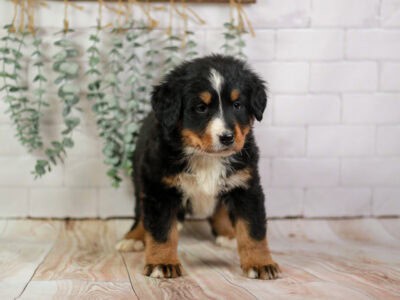 Genesis – AKC Bernese Mountain Dog Female Puppy