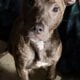 Blue nose Pitbull puppies looking for forever home