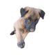 Malinoi puppies