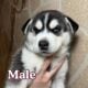 Husky puppies