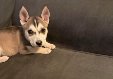 Meet Your New Best Friend – Alaskan Klee Kai Puppy