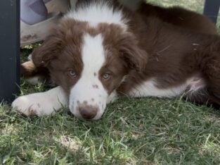 Border Collie Pups