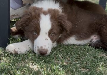 Border Collie Pups