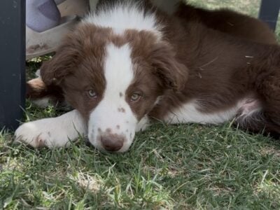 Border Collie Pups