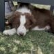 Border Collie Pups