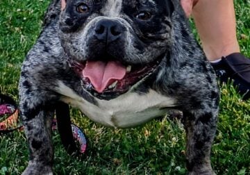 Exotic female bully