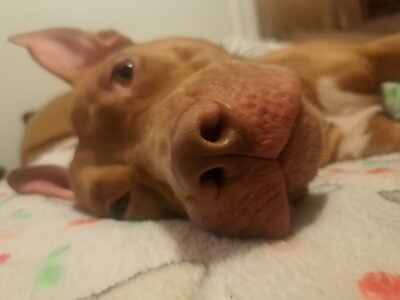 Loving & Loyal Purebred Rednose Pitbull