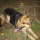 Purebred Female German Shepherd