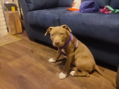 Puppies for sale