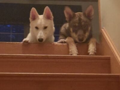 2 Fur babies looking for forever home