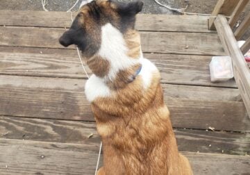 Meet Barley