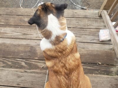 Meet Barley