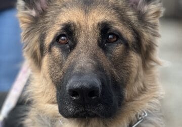 Upcoming longcoat AKC German shepherds