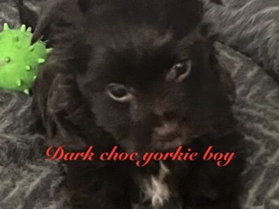 Choc Yorkshire terrier puppie