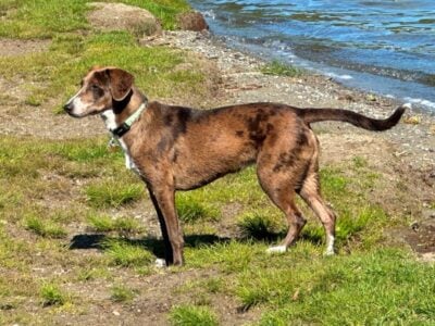 Young Mexican Dog