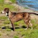 Young Mexican Dog