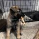 Beautiful Belgian Malinois pups